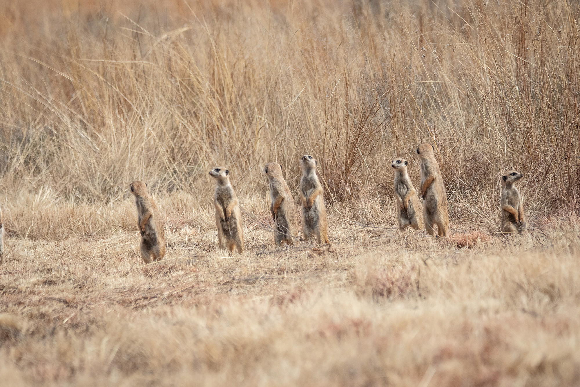 meerkats